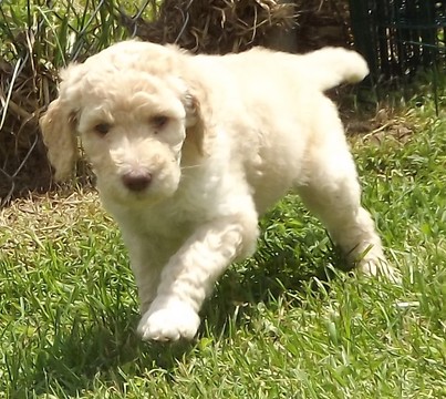 Medium Photo #1 Poodle (Standard) Puppy For Sale in HUNTINGTON, WV, USA