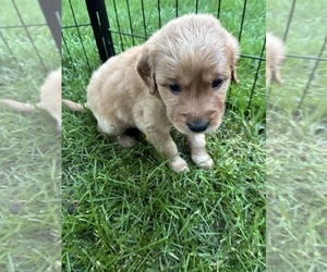 Goldendoodle (Miniature) Puppy for sale in GROVE CITY, OH, USA