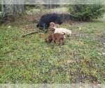 Small Photo #8 Goldendoodle-Vizsla Mix Puppy For Sale in MOUNT VERNON, WA, USA