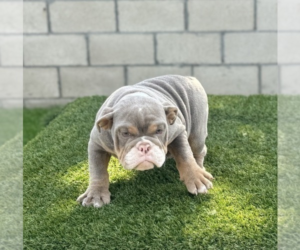 Medium Photo #8 English Bulldog Puppy For Sale in HOUSTON, TX, USA