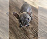 Small #3 French Bulldog