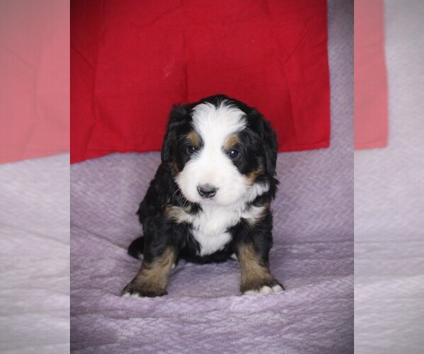 Medium Photo #6 Bernese Mountain Dog Puppy For Sale in BAYARD, NE, USA
