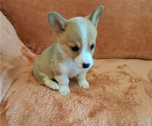 Medium Photo #27 Pembroke Welsh Corgi Puppy For Sale in SHILOH, OH, USA