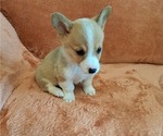 Small Photo #27 Pembroke Welsh Corgi Puppy For Sale in SHILOH, OH, USA