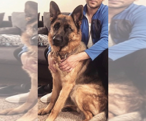 Father of the German Shepherd Dog puppies born on 09/30/2025