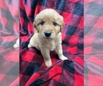 Image preview for Ad Listing. Nickname: Rosie