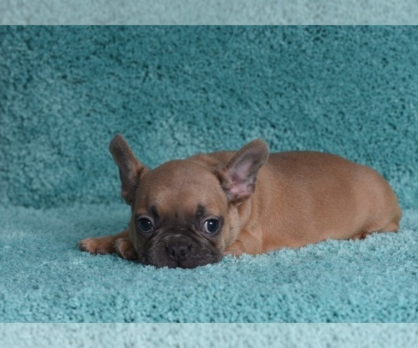 Medium Photo #7 French Bulldog Puppy For Sale in ERIAL, NJ, USA