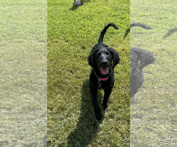 Medium Photo #5 Goldendoodle Puppy For Sale in Fort Worth, TX, USA