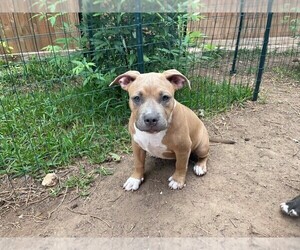 American Bully Puppy for sale in CEDAR PARK, TX, USA