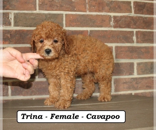 Medium Photo #1 Cavapoo (Miniature) Puppy For Sale in CLARKRANGE, TN, USA
