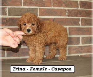 Cavapoo (Miniature) Puppy for sale in CLARKRANGE, TN, USA