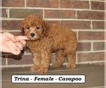 Small Cavapoo (Miniature)