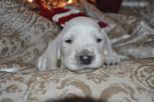 Medium Photo #4 Golden Retriever Puppy For Sale in TOONE, TN, USA