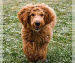 Small Photo #10 Goldendoodle Puppy For Sale in PERRYSVILLE, OH, USA