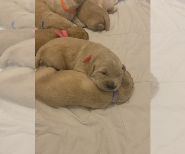 Medium Photo #9 Golden Retriever Puppy For Sale in WICHITA, KS, USA