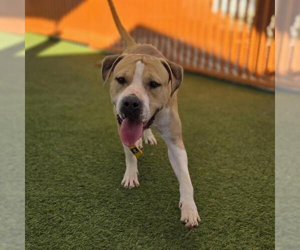 Medium Photo #1 Mutt Puppy For Sale in Las Vegas, NV, USA