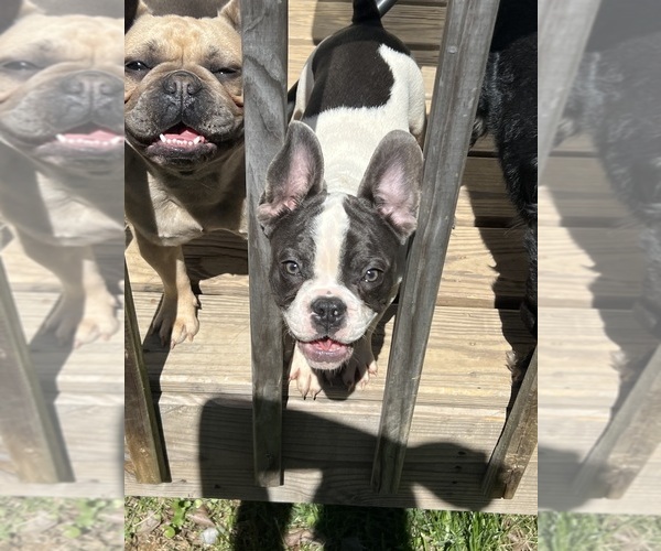 Medium Photo #7 French Bulldog Puppy For Sale in ATLANTA, GA, USA