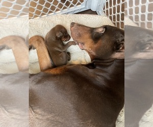 Mother of the Doberman Pinscher puppies born on 02/09/2023
