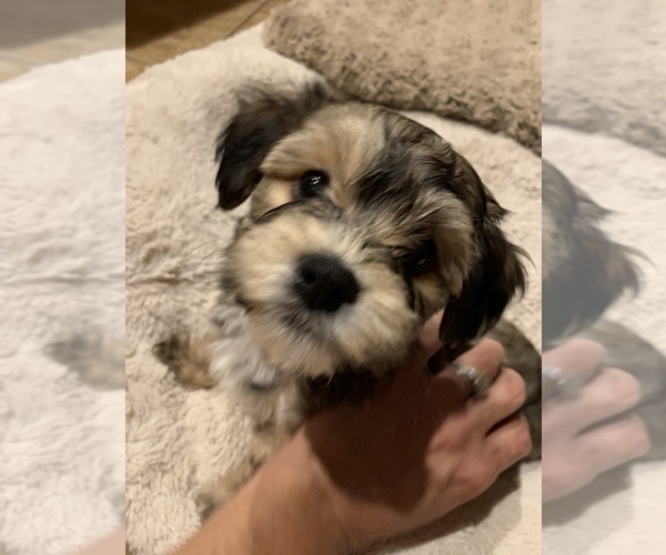 Medium Photo #3 Havanese Puppy For Sale in FREDERICK, MD, USA