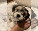 Small Photo #3 Havanese Puppy For Sale in FREDERICK, MD, USA
