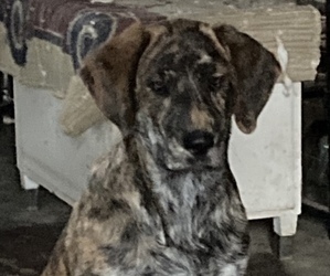 Labrador Retriever-Mountain Cur Mix Puppy for Sale in LEAVENWORTH, Indiana USA