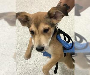 Basset Hound-Unknown Mix Dogs for adoption in Conroe, TX, USA