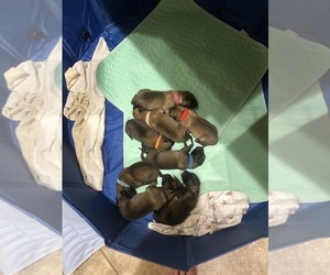 Belgian Malinois Puppy for Sale in ATHENS, Alabama USA