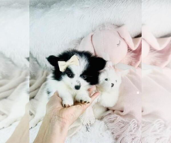 Medium Photo #15 Pomeranian Puppy For Sale in DACULA, GA, USA