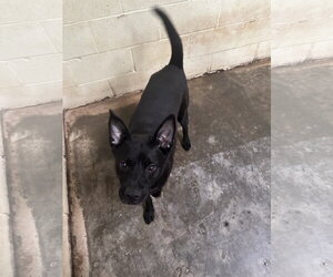 Baxter - Male Australian Kelpie-Unknown Mix Dog for Adoption - Photo #3