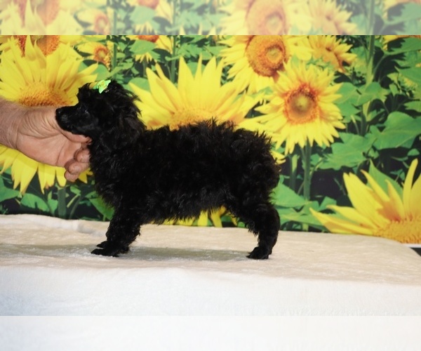 Medium Photo #21 Poodle (Toy) Puppy For Sale in DYERSBURG, TN, USA