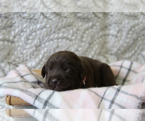 Medium Photo #7 Labrador Retriever Puppy For Sale in HYDE PARK, VT, USA