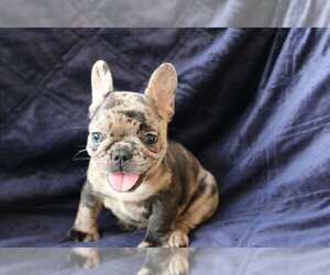 French Bulldog Puppy for sale in HOLLYWOOD, FL, USA