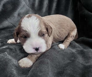 Cavapoo Puppy for sale in MOUNTAIN GRV, MO, USA