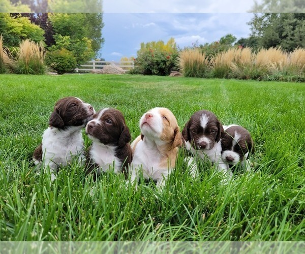 Medium Photo #1 Brittany Puppy For Sale in FORT COLLINS, CO, USA