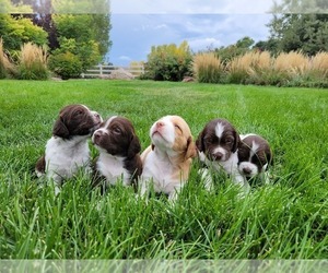 Brittany Puppy for sale in FORT COLLINS, CO, USA