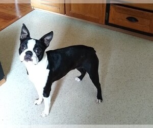 Boston Terrier Puppy for sale in EVALINE, WA, USA
