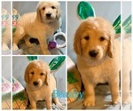 Small Photo #19 Golden Retriever-Goldendoodle Mix Puppy For Sale in LEICESTER, NC, USA