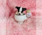 Small #8 Chihuahua