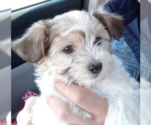 Havanese Puppy for sale in BEAVERCREEK, OH, USA