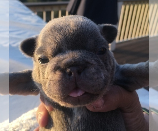 Medium Photo #17 French Bulldog Puppy For Sale in PLACERVILLE, CA, USA