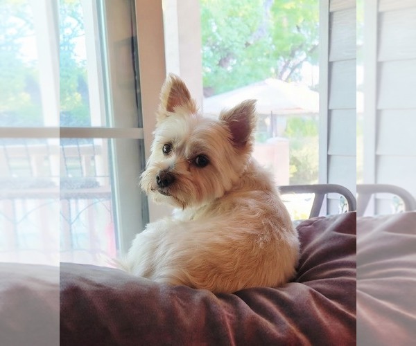 Medium Photo #1 Yorkipoo Puppy For Sale in PASADENA, CA, USA