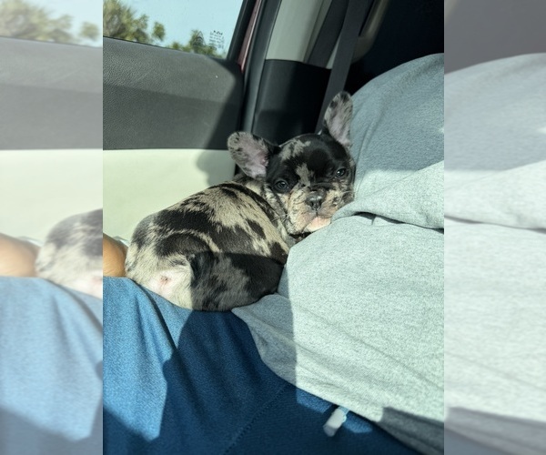 Medium Photo #1 French Bulldog Puppy For Sale in NAPLES, FL, USA