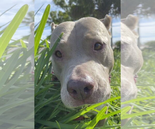Medium Photo #12 American Pit Bull Terrier Puppy For Sale in Davie, FL, USA
