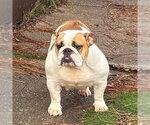 Small #1 Bulldog