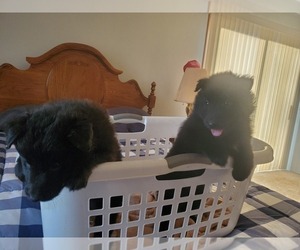 Belgian Sheepdog Puppy for sale in TAYLORSVILLE, NC, USA
