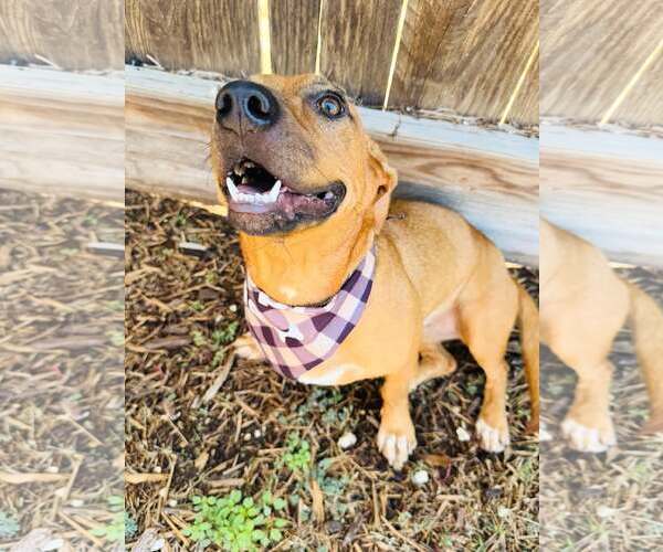 Medium Photo #3 Chiweenie Puppy For Sale in Houston, TX, USA