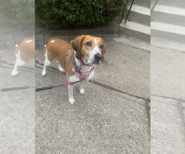 Medium Photo #6 Treeing Walker Coonhound-Unknown Mix Puppy For Sale in Elmsford, NY, USA