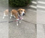 Small #5 Treeing Walker Coonhound Mix