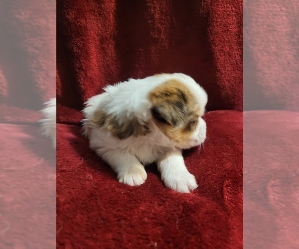 Medium Photo #17 Yorkshire Terrier Puppy For Sale in AKRON, OH, USA