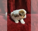 Small Photo #17 Yorkshire Terrier Puppy For Sale in AKRON, OH, USA